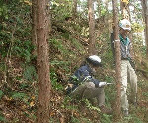 第240回赤沢プログラム　森林ボランティア