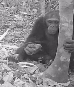 モンキー日曜サロン「リベリアのパラで野生チンパンジーを追う」