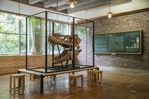 成城学園 杉の森館 恐竜・化石ギャラリー 夏休み特別公開！