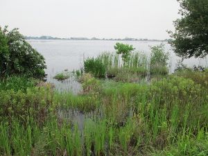 野外観察会「久米田池の水草」