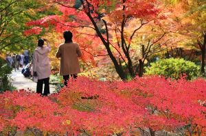 錦を纏う 徳川園紅葉祭