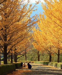 【紅葉・見ごろ】韮崎中央公園のイチョウ並木