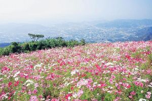 【花・見ごろ】鷲ヶ峰コスモスパークの秋桜
