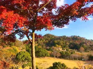【紅葉・見ごろ】神山森林公園イルローザの森