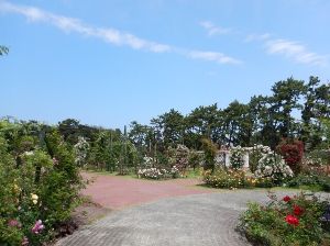 【花・見ごろ】浜寺公園の秋バラ