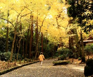 第24回　成田山公園紅葉まつり
