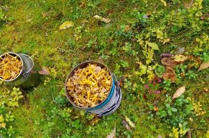 スウェーデン収穫の秋、きのことベリーに囲まれる森のお話