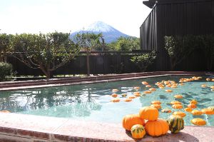 富士眺望の湯ゆらり　毎月26日はお風呂の日！10月の変わり湯は「パンプキンの湯」