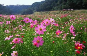 くりはま花の国　コスモス無料花摘みイベント